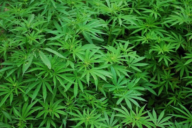cannabis marijuana