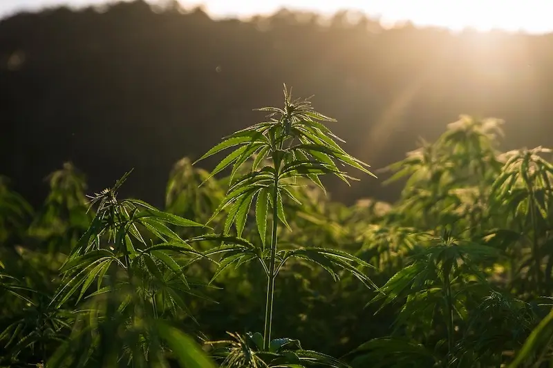 hemp cannabis