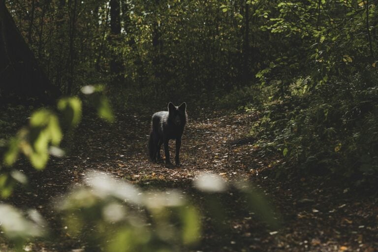 a black dog standing in the middle of a forest