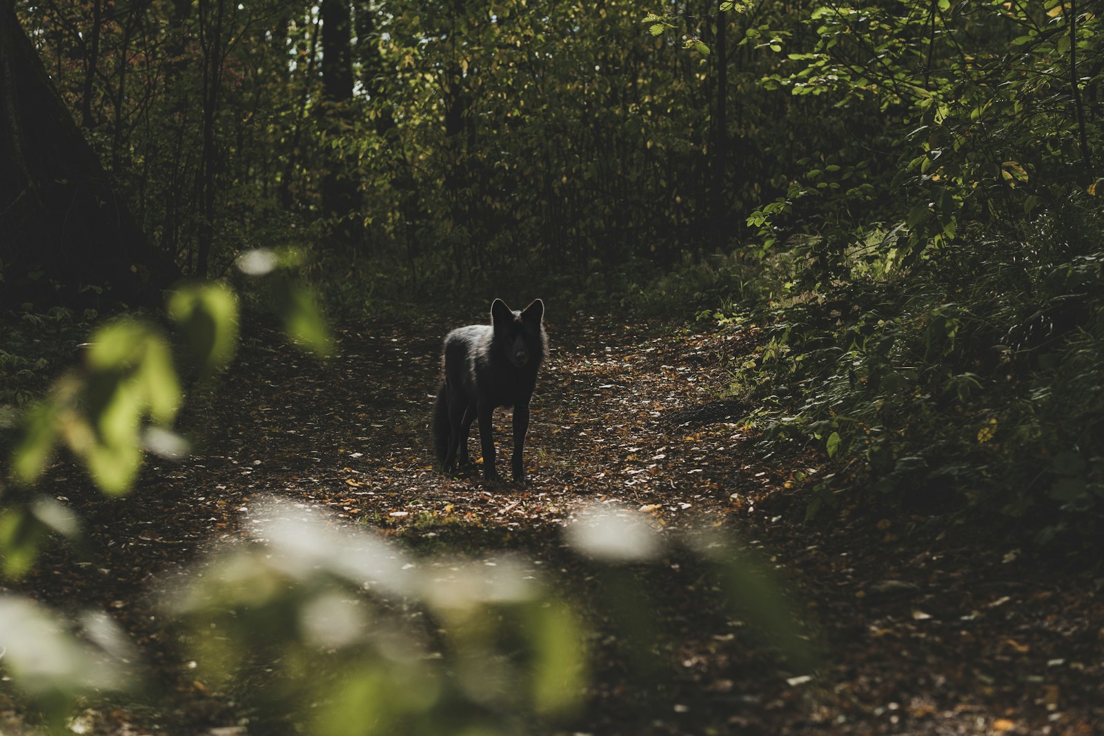 a black dog standing in the middle of a forest