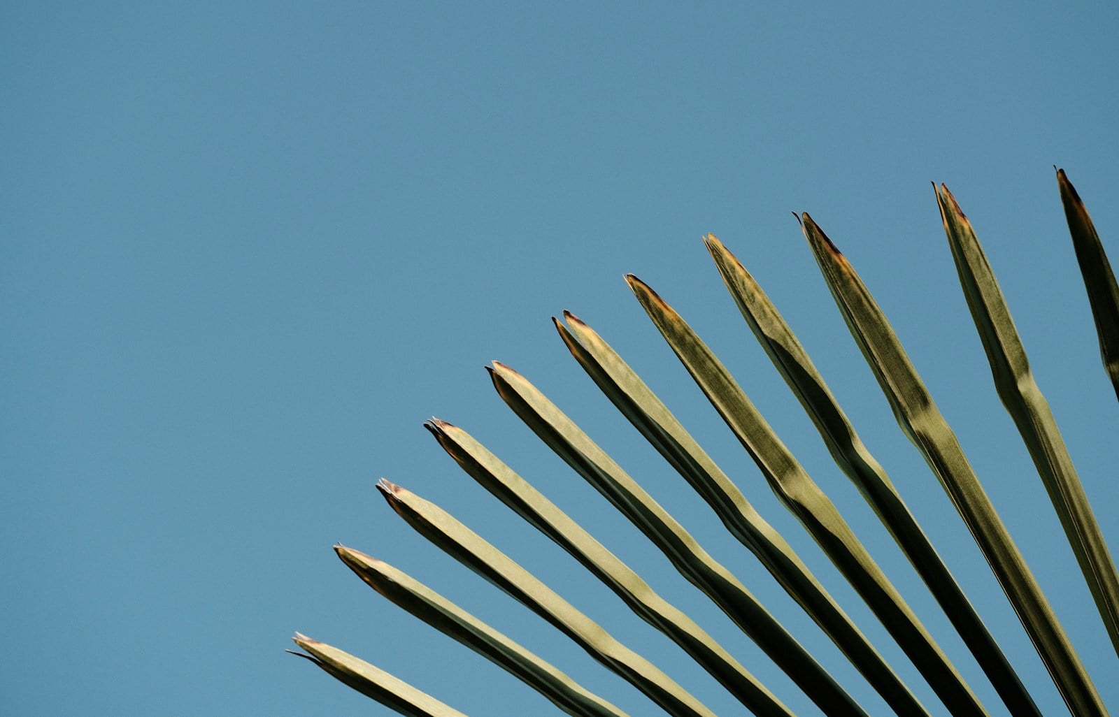 a group of tall plants