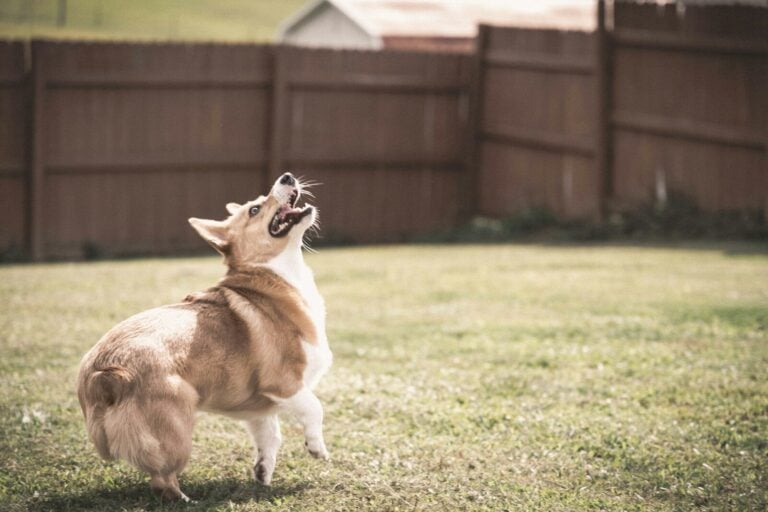 a dog with its mouth open