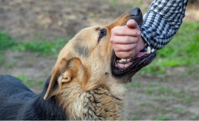 dog bite