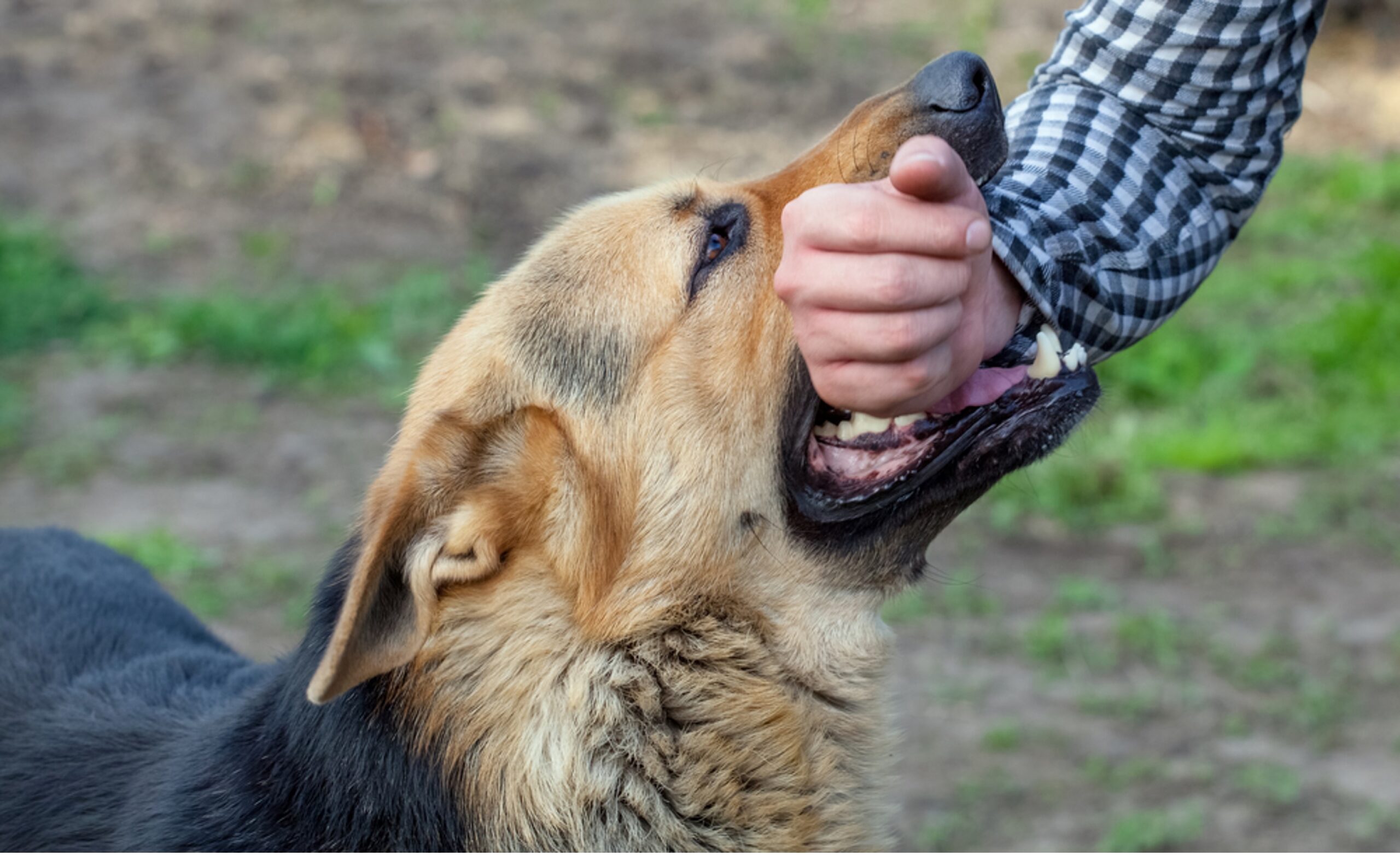 dog bite